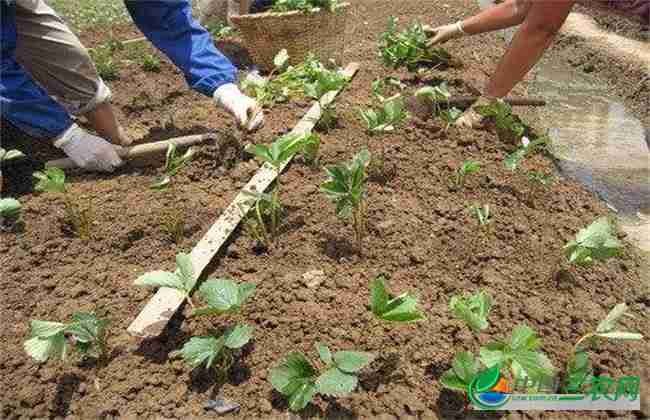 草莓定植成活率不高?该如何有效防治呢(草莓定植成活率不高?该如何有效防治病虫害)